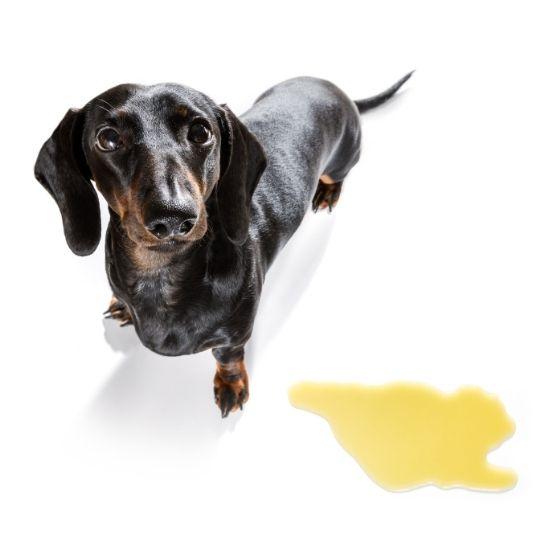 cómo eliminar el olor a orina de perro del suelo