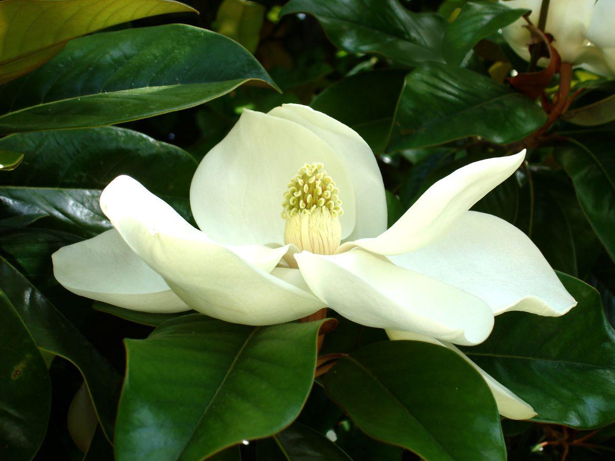 La Magnolia grandiflora produce flores blancas de gran tamaño