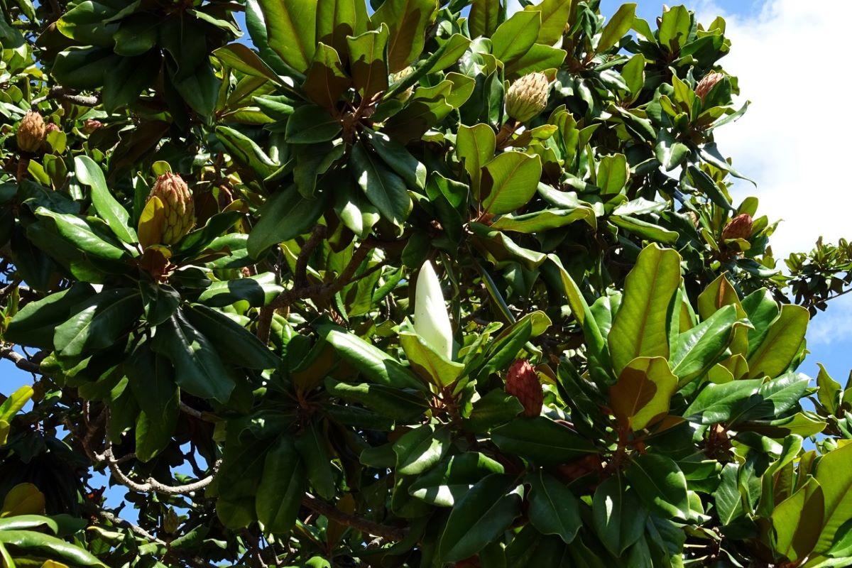 La Magnolia grandiflora es un árbol que florece en primavera