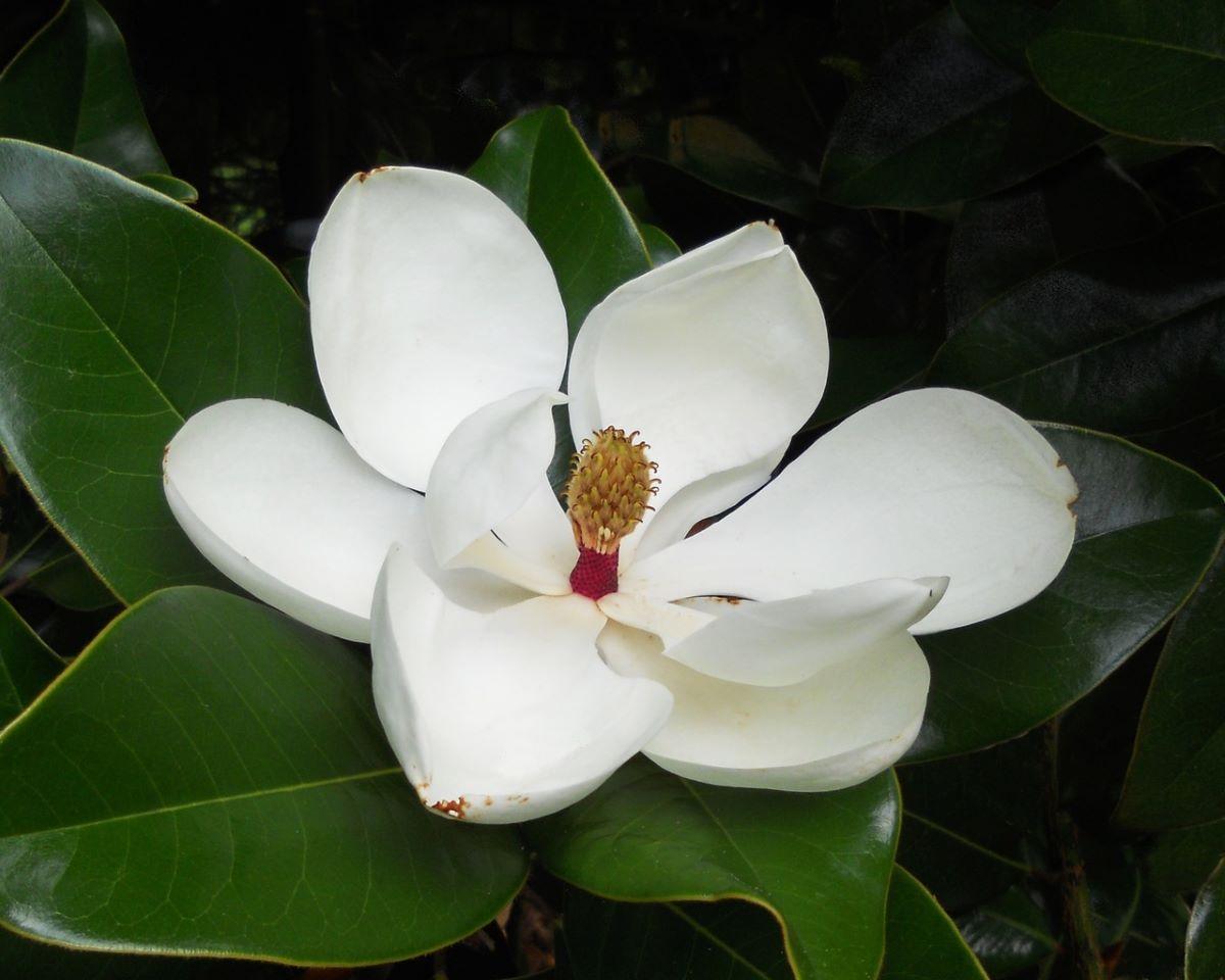 La flor de Magnolia grandiflora es grande y blanca