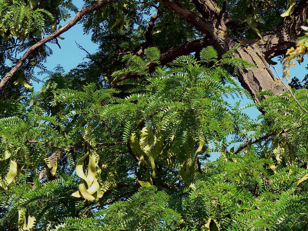 La acacia de tres espinas es un árbol grande