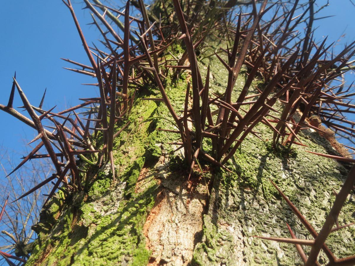 La Gleditsia triacanthos es un árbol espinoso