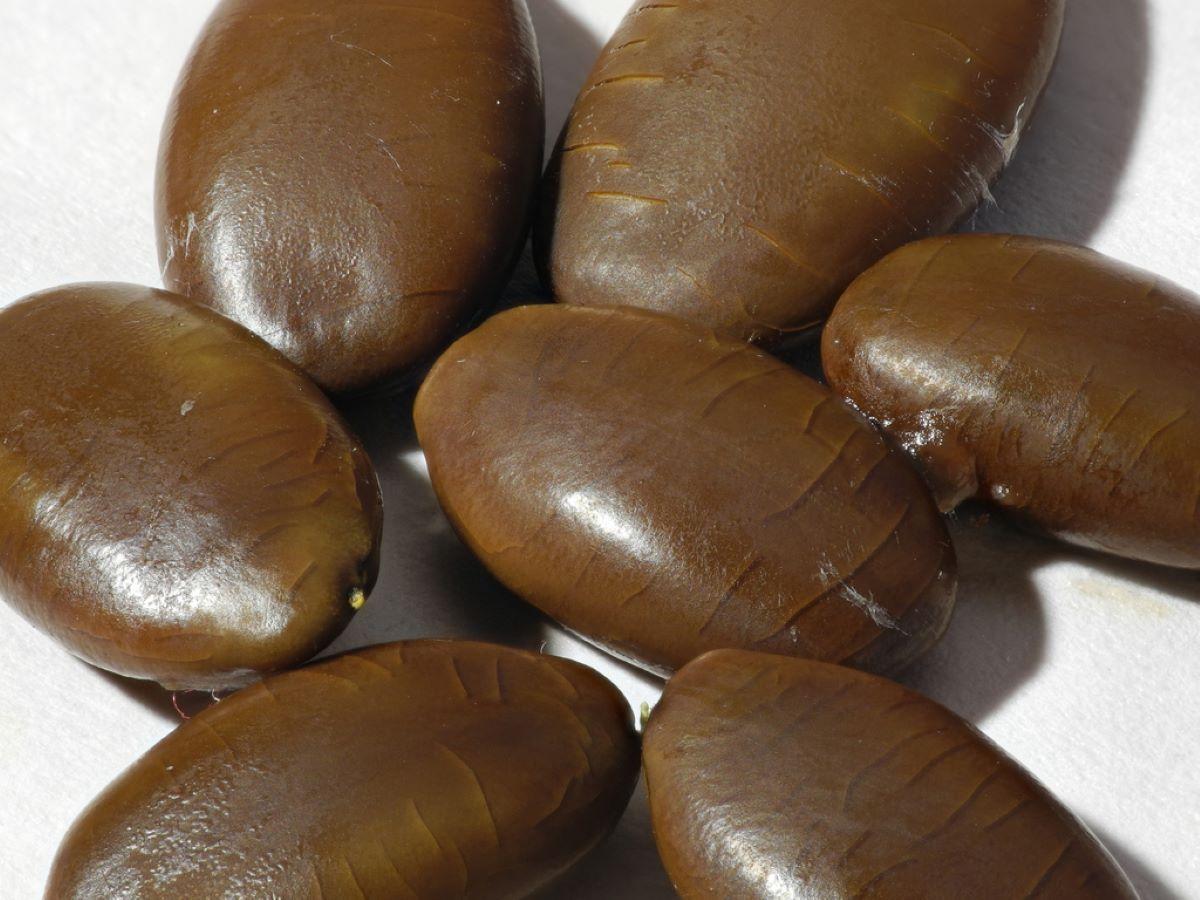 Las semillas de la Gleditsia triacanthos son ovaladas