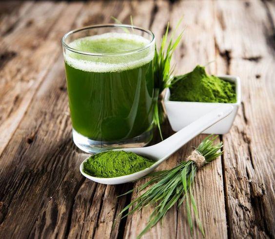 La Moringa: Beneficios y Propiedades del &Aacute;rbol de la Vida 2