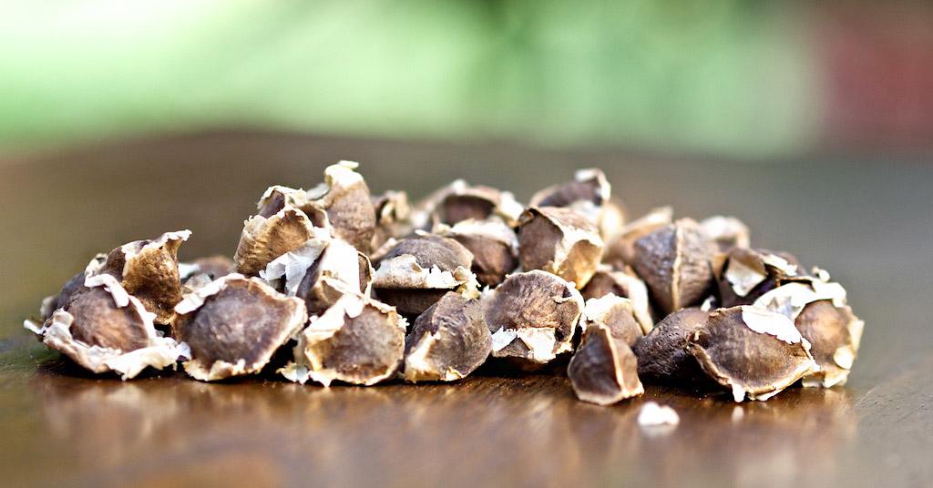 La Moringa: Beneficios y Propiedades del &Aacute;rbol de la Vida 3