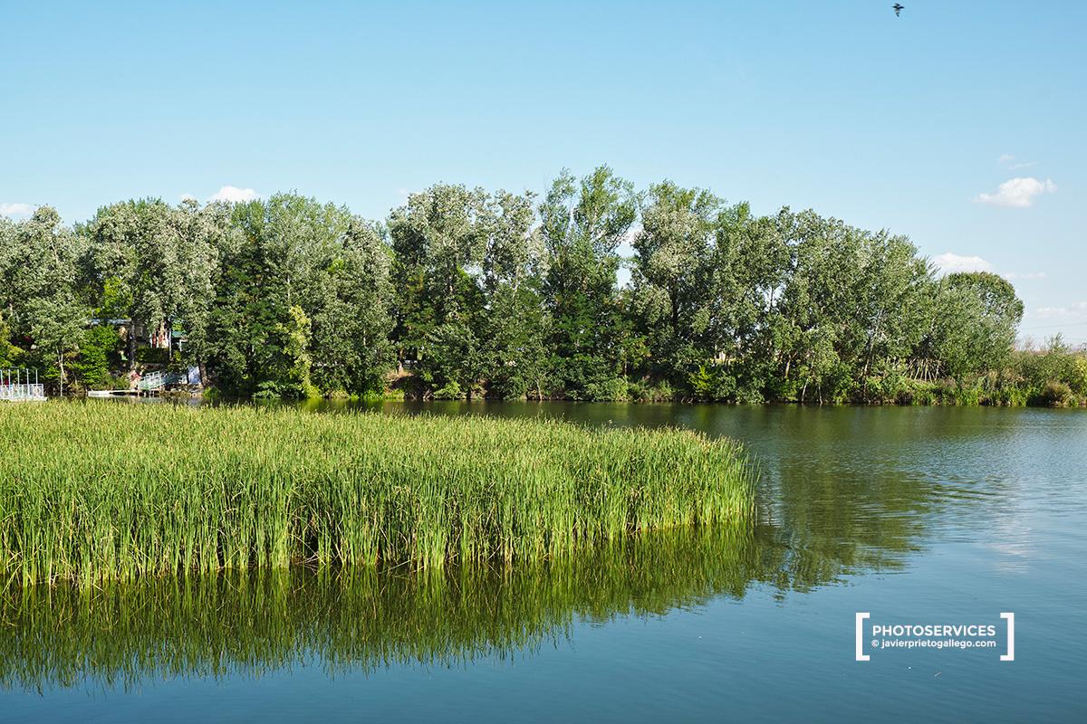 Vegetación en el río a la altura de las islas de Las Pallas y el Club Naútico. Paseo fluvial de Zamora junto a río Duero. Castilla y León. España. © Javier Prieto Gallego