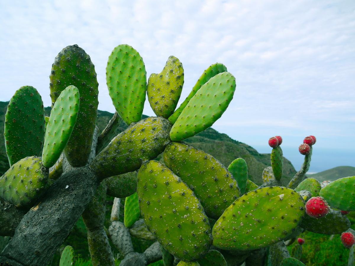 Nopal: 10 Beneficios y Propiedades curativas (Opuntia) 6