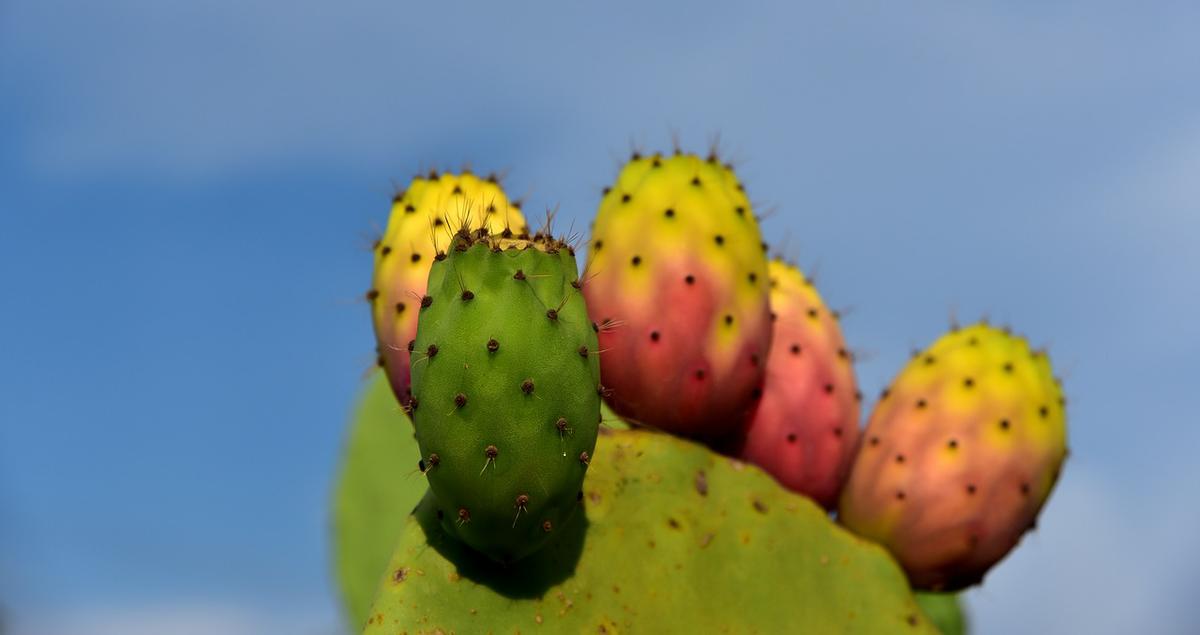 Nopal: 10 Beneficios y Propiedades curativas (Opuntia) 8