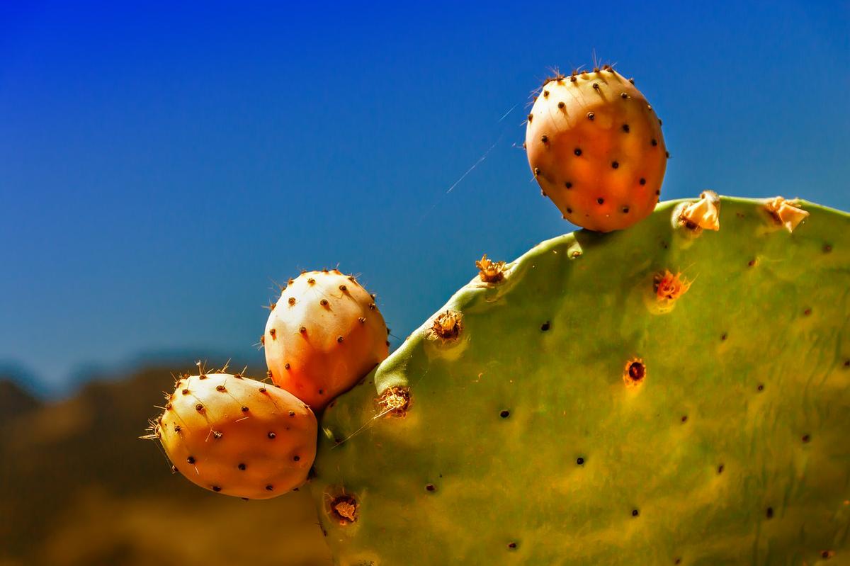Nopal: 10 Beneficios y Propiedades curativas (Opuntia) 9