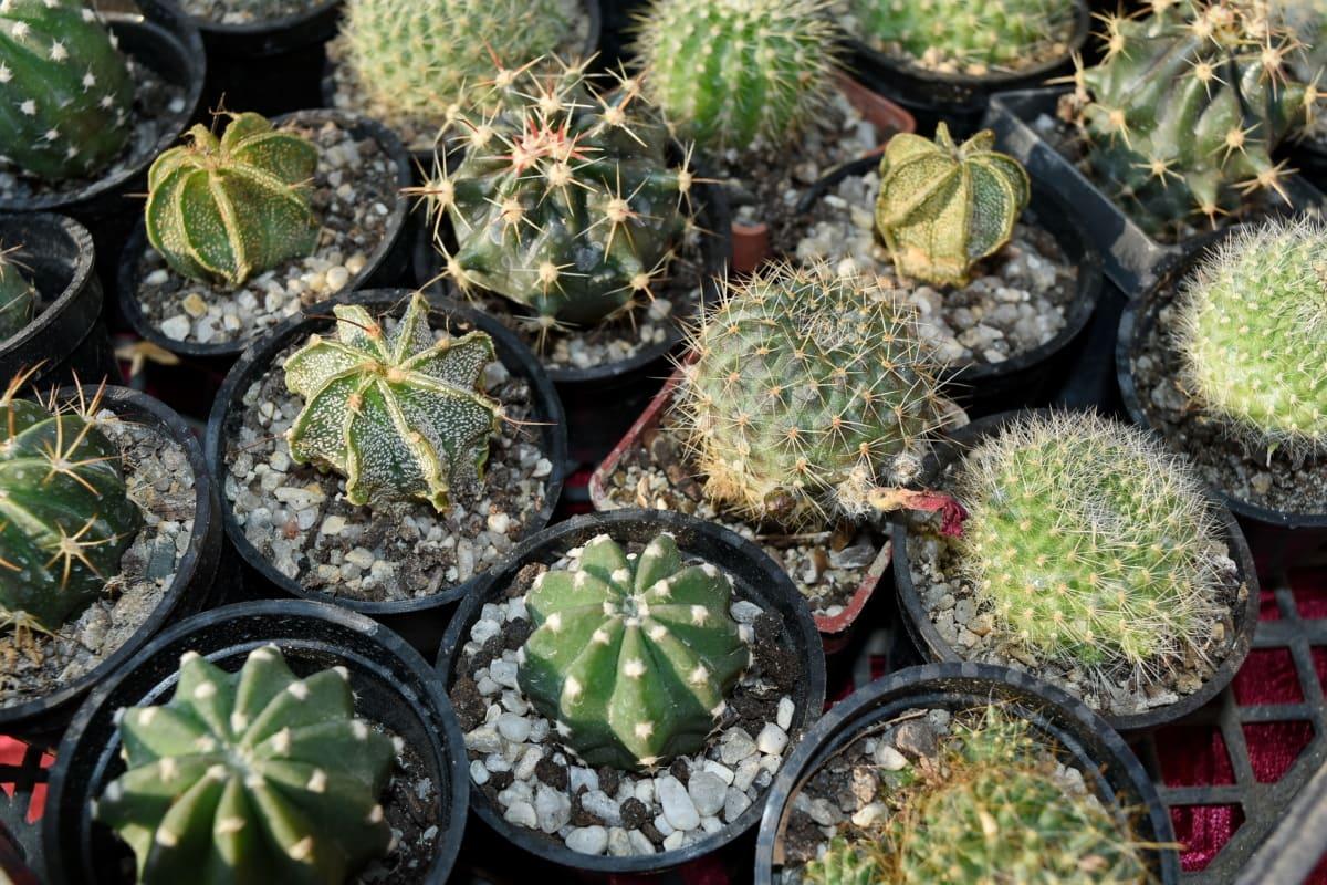 Los cactus se plantan en macetas cuando enraízan