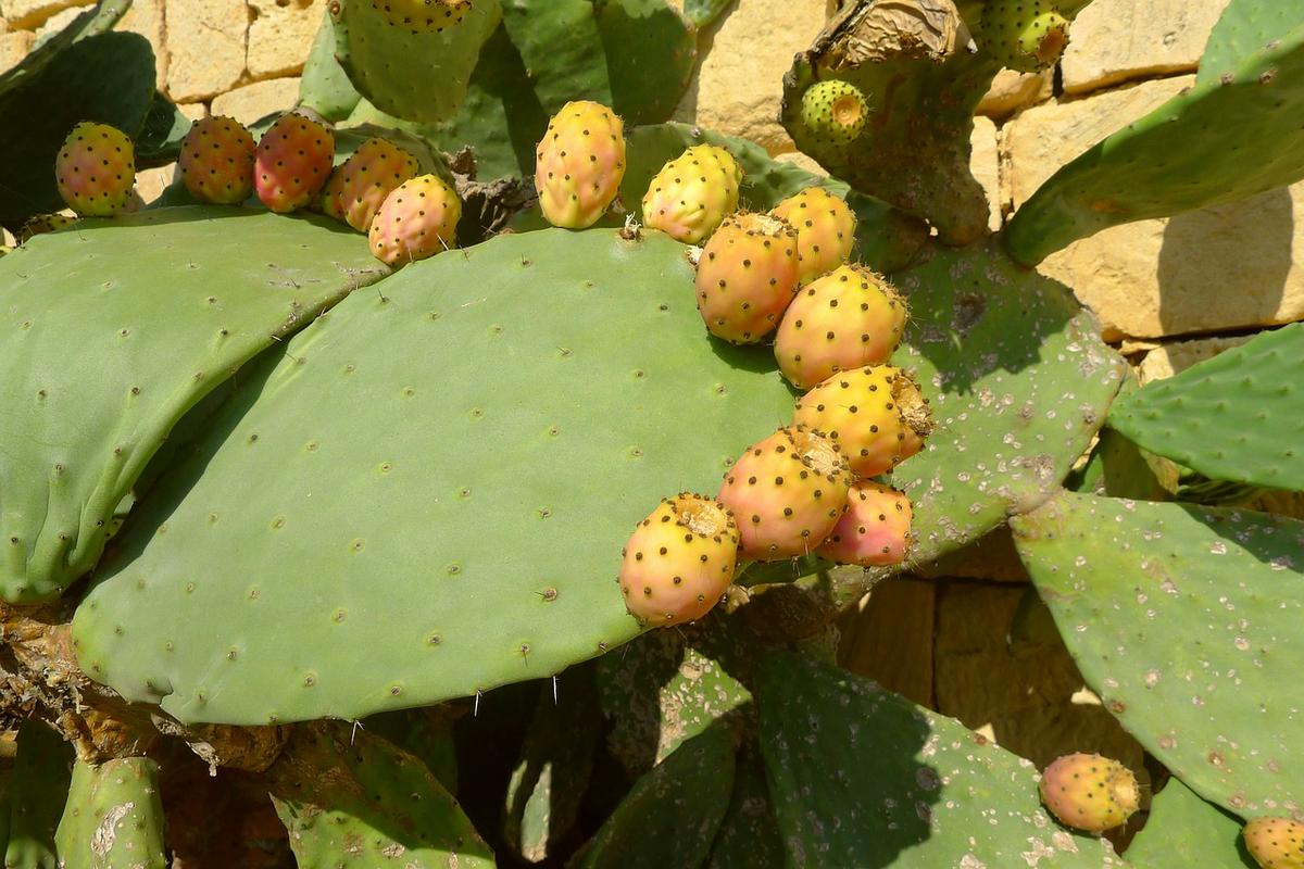 Planta del Nopal: Características y Beneficios 2