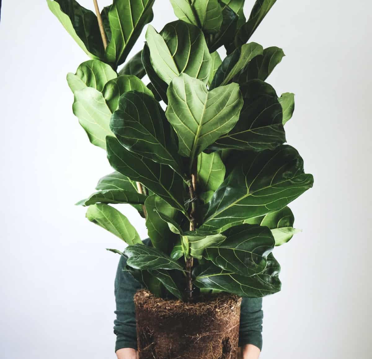 ficus lyrata