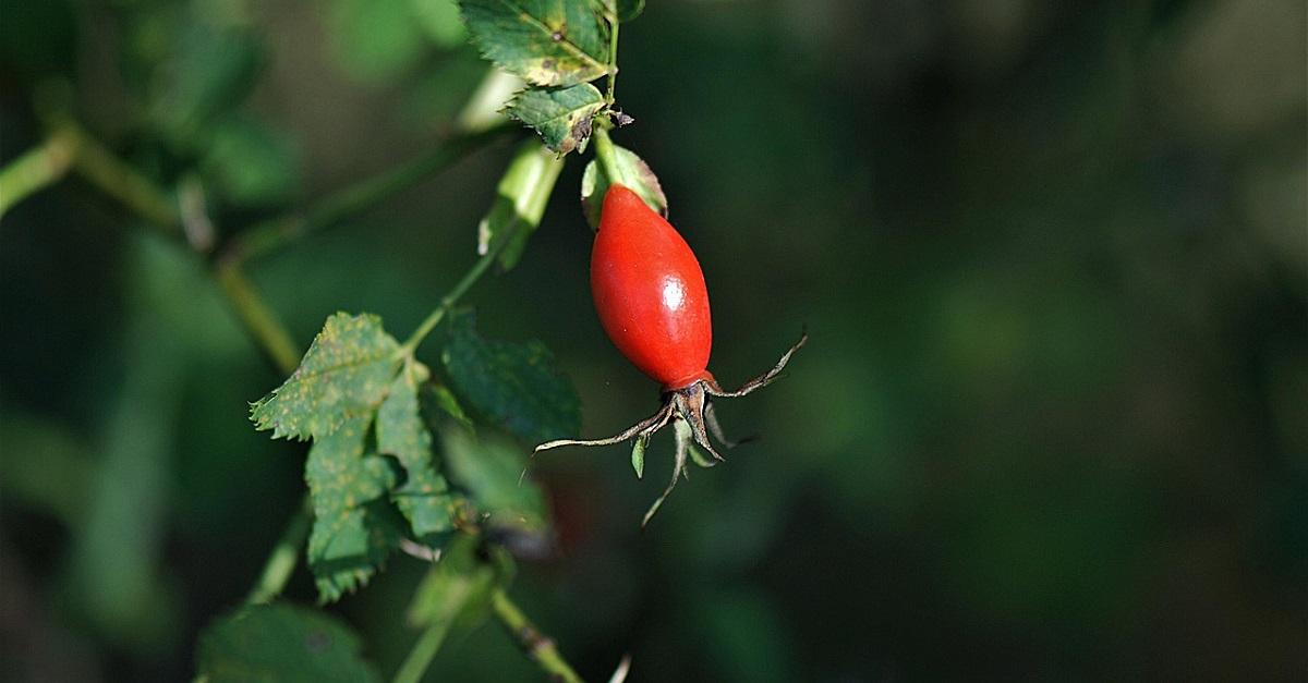 Toxicidad del escaramujo 3