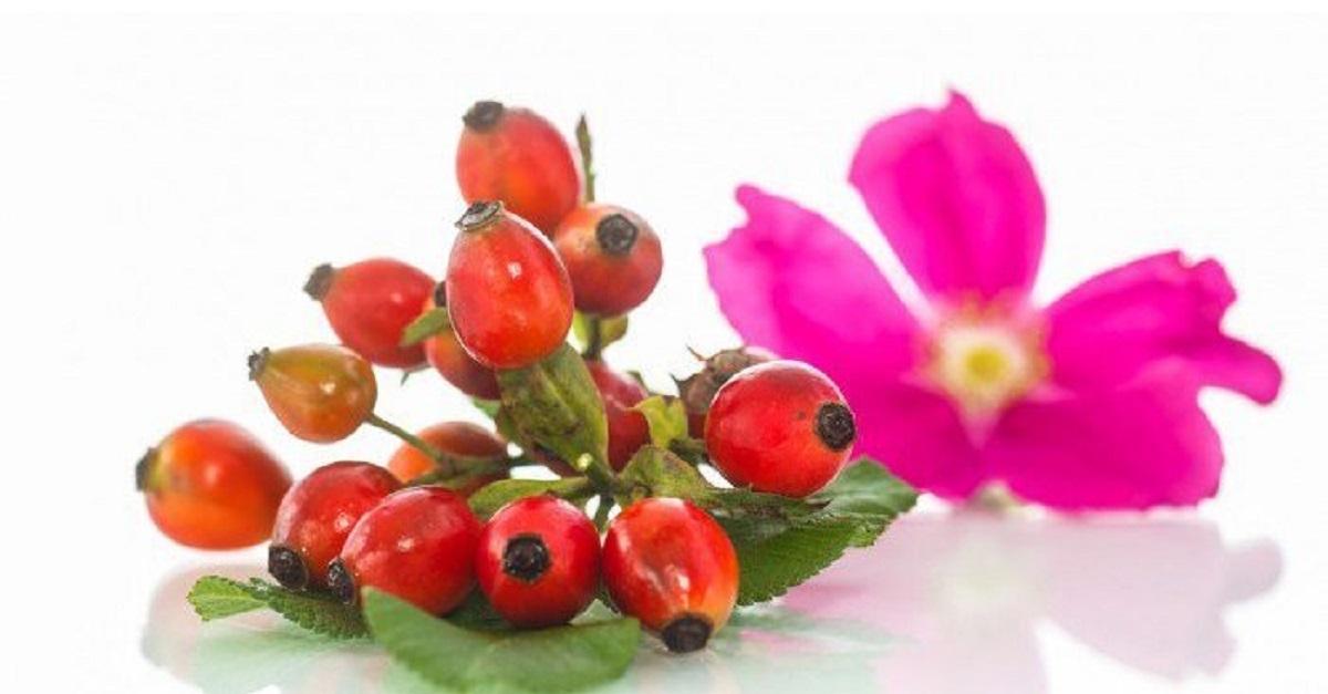 Escaramujo y Rosa Mosqueta: Diferencias y Similitudes 4