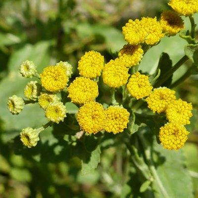 hierba de Santa Maria propiedades