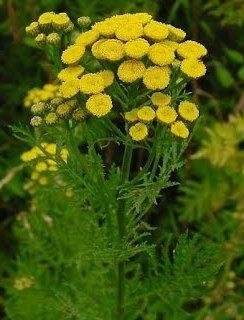 Tanacetum balsamita