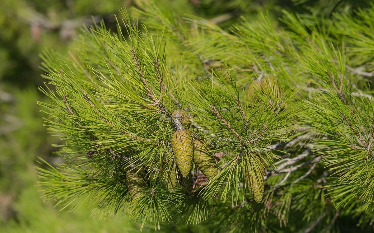 El Pinus halepensis es una conífera alta