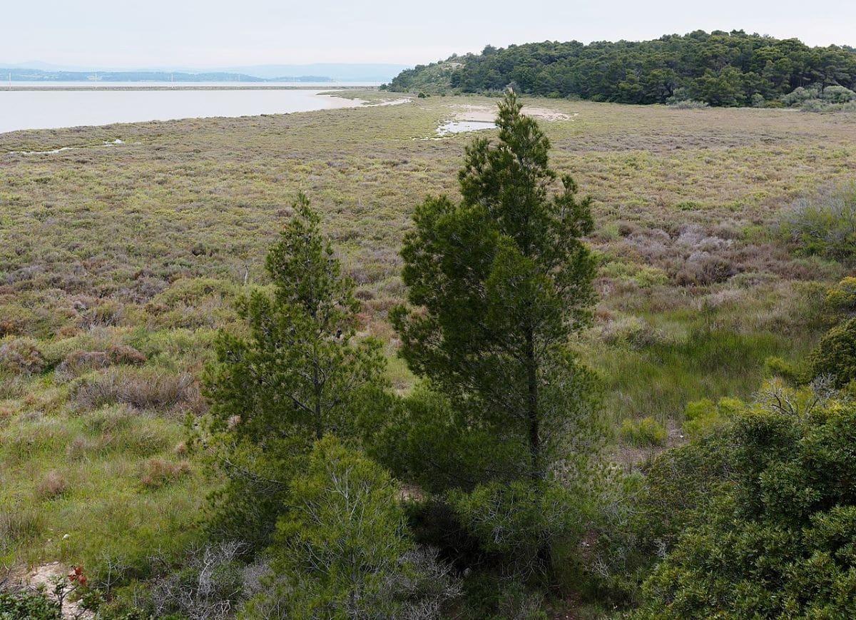 El Pinus halepensis vive en las playas