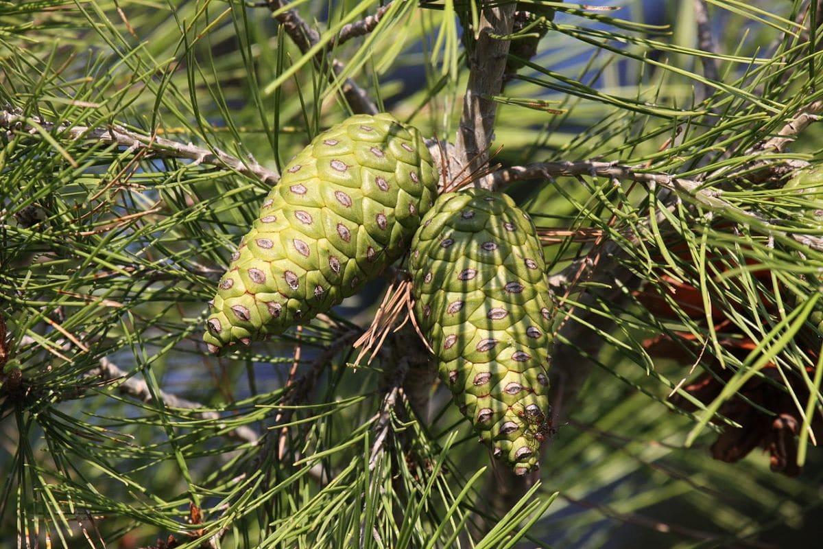 Los conos del Pinus halepensis son pequeños