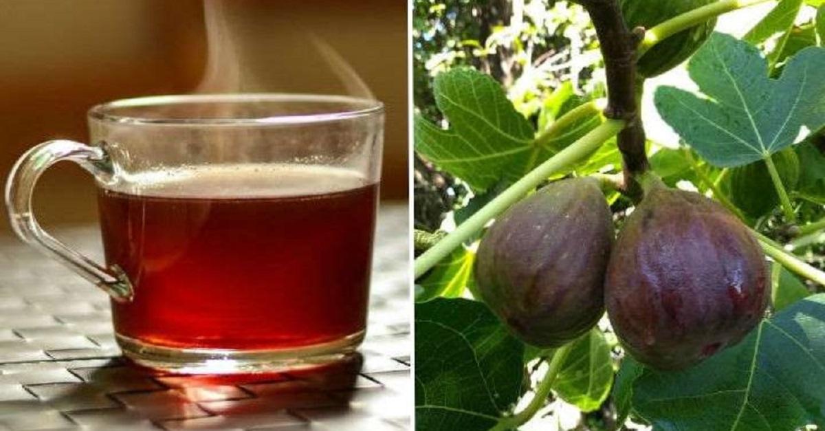 Té de Hojas de Higo para bajar de peso y más Beneficios 1