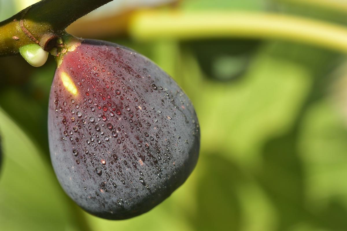 Higos: 7 Beneficios y Propiedades importantes (+Info) 11