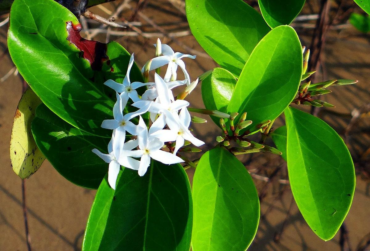 Carissa o Carissa Marcocarpa: Beneficios y Propiedades 3