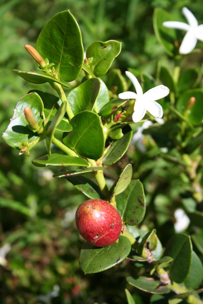 Carissa o Carissa Marcocarpa: Beneficios y Propiedades 5