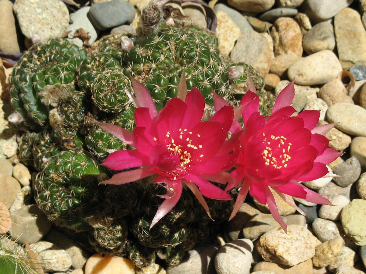 La Lobivia es uno de los más bonitos cactus con flores