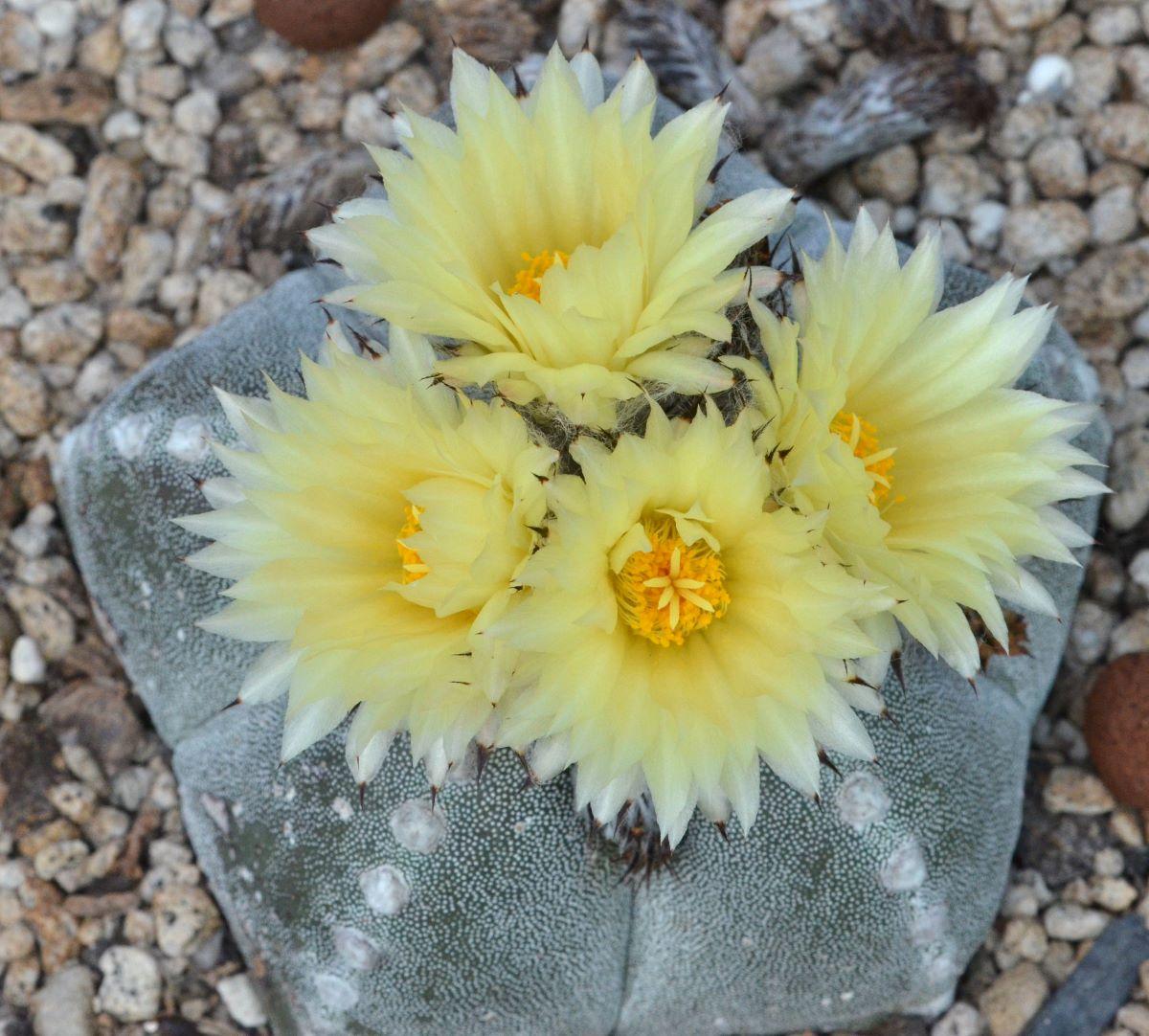 El Astrophytum myriostigma es un cactus con flores amarillas