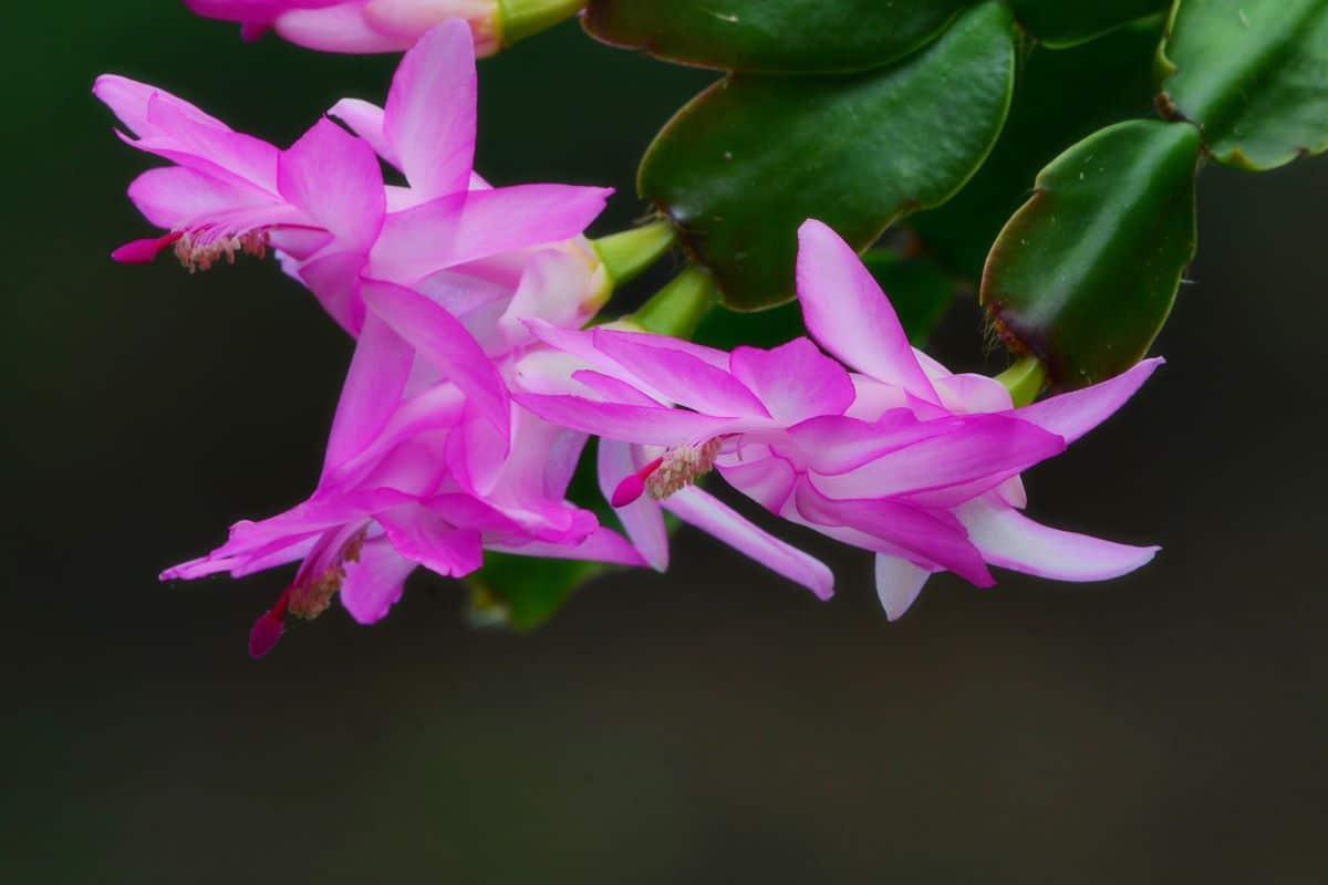 El cactus de navidad es un planta epífita