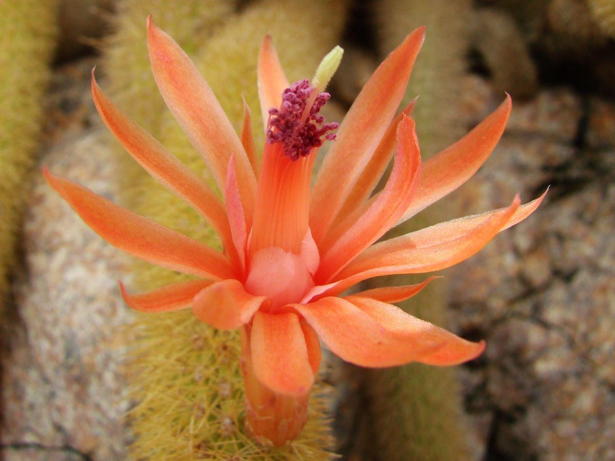 El Cleistocactus winteri es un cactus colgante