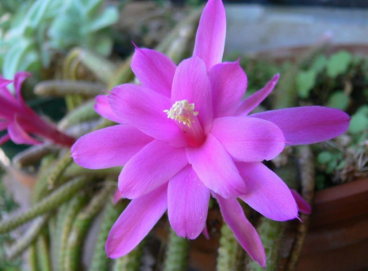 El Disocactus es un cactus con flores epífito
