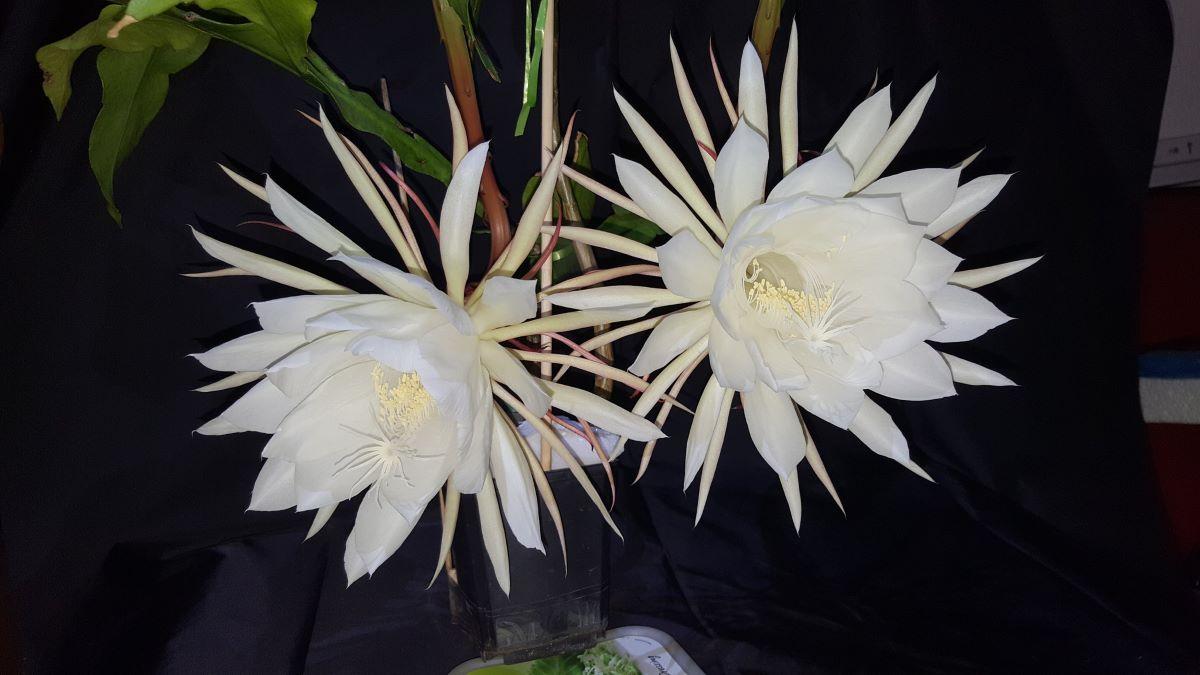 La dama de noche es un cactus con flores blancas