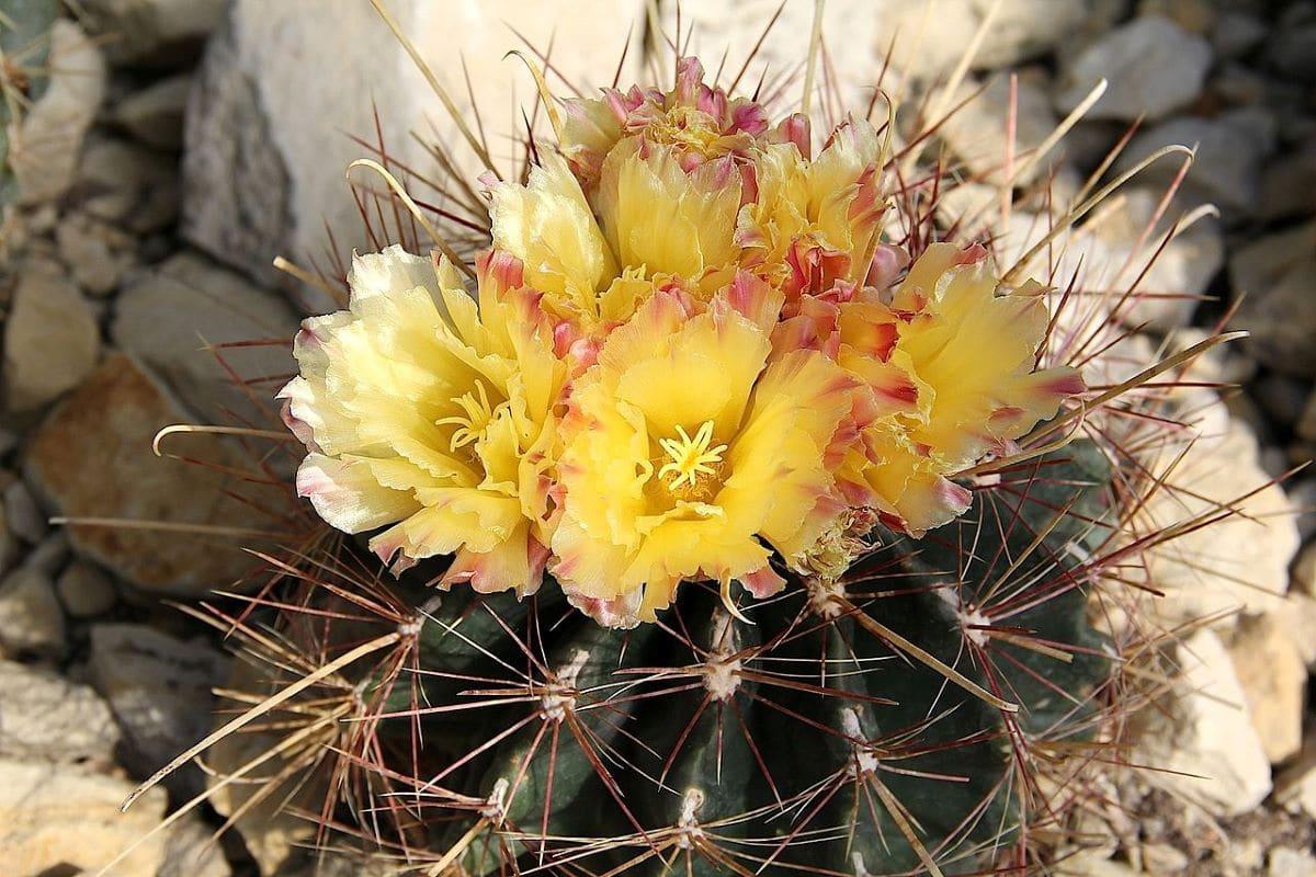 El Ferocactus hamatacanthus tiene las flores amarillas