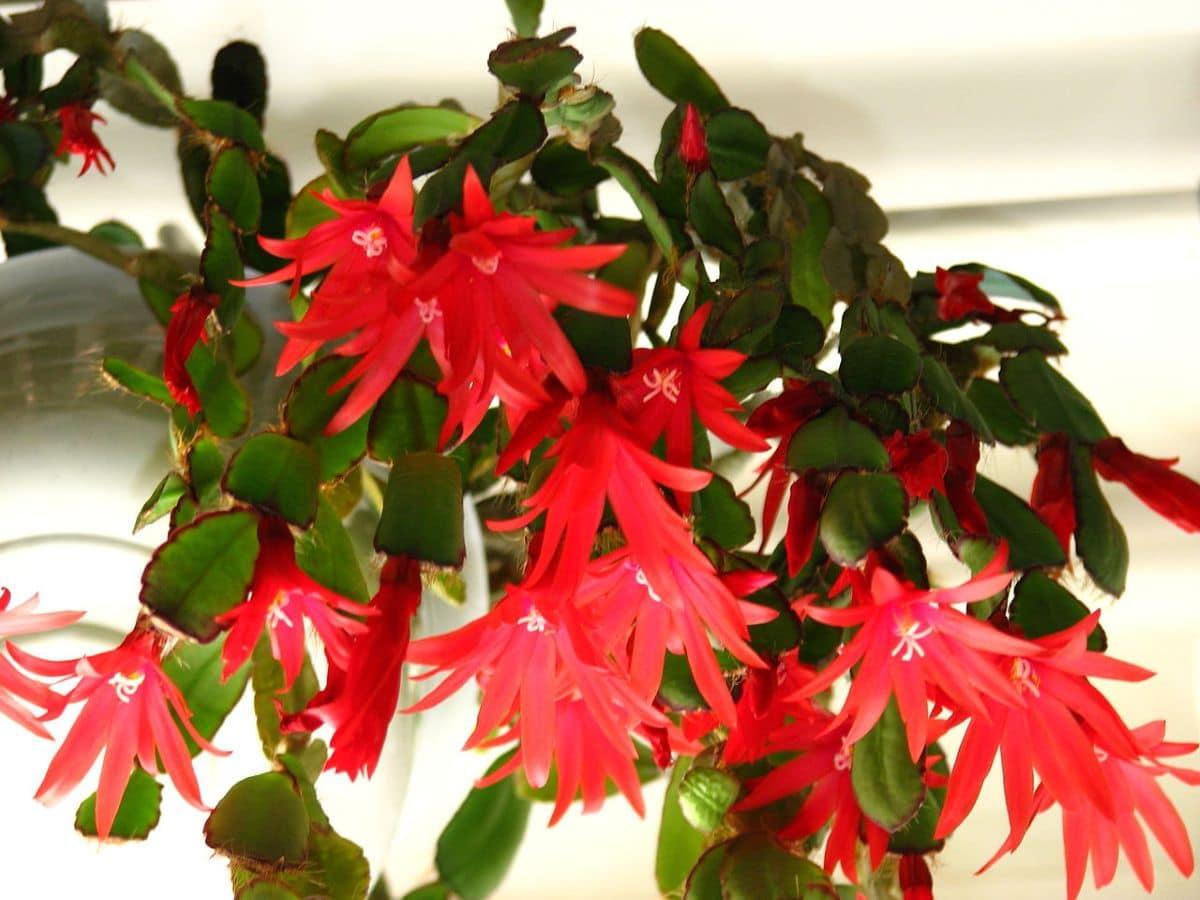 La Hatiora gaertneri es un cactus con flores rojizas