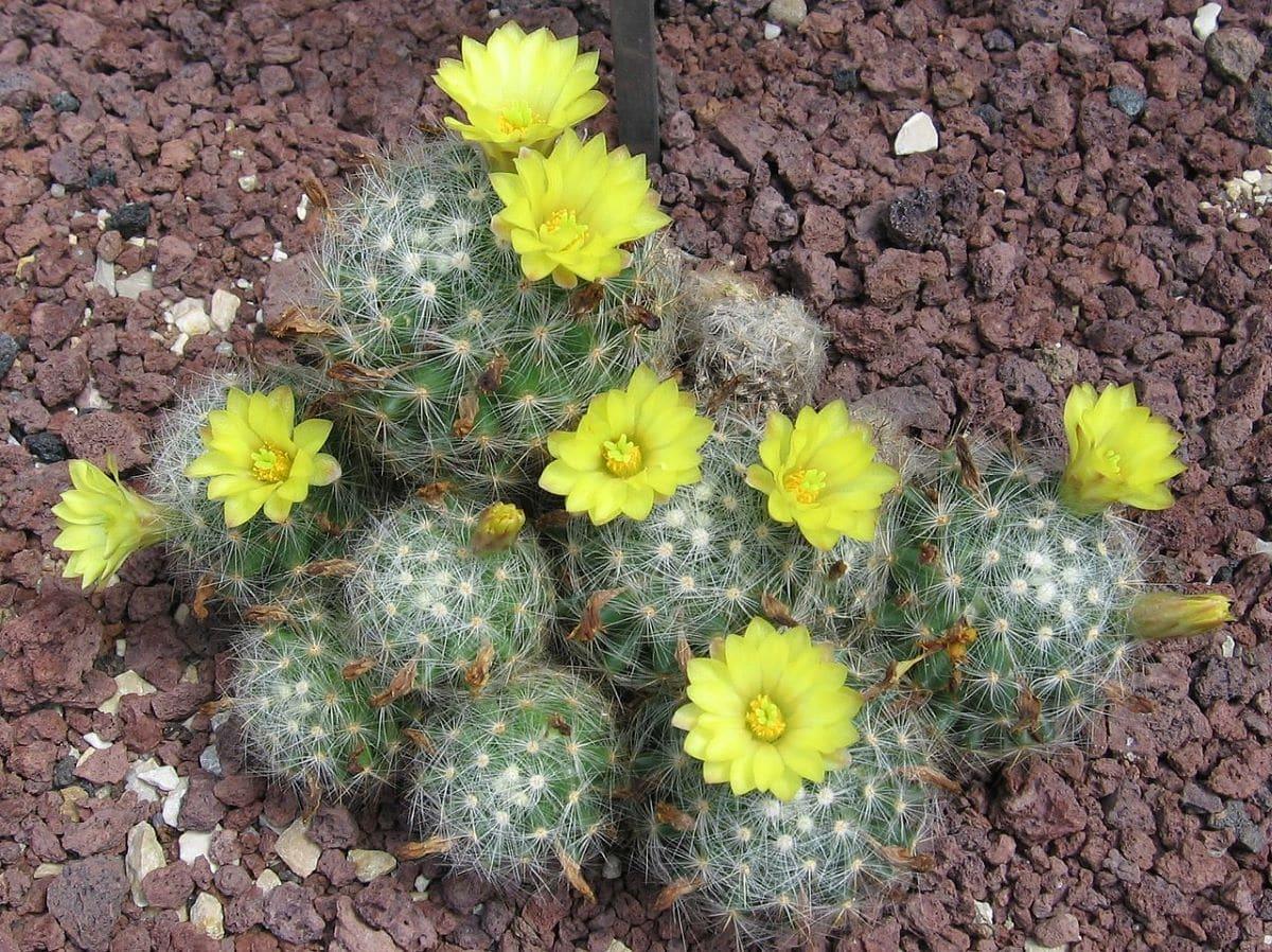 La Mammillaria baumii es un cactus con flores amarillas
