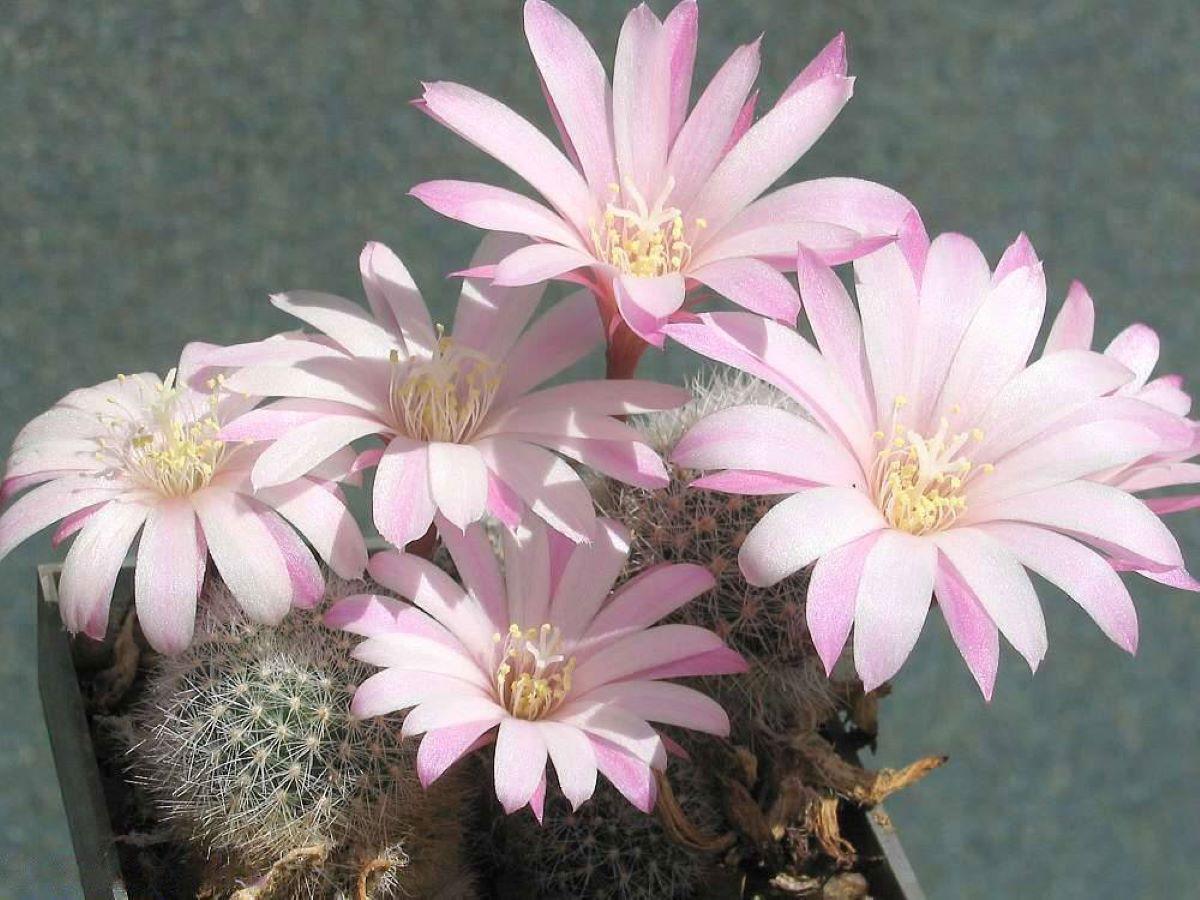 La Rebutia narvaecensis es un cactus espinoso