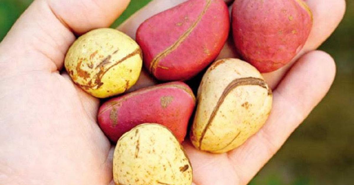 Nuez de Cola: 7 Beneficios de un alimento especial 1