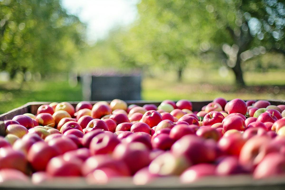 11 Tipos de Manzanas más presentes en el mundo 13
