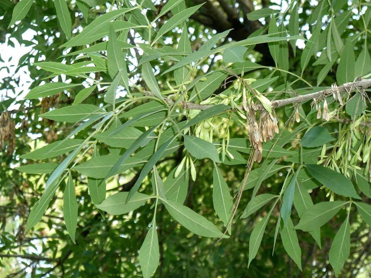 Las hojas del Fraxinus angustifolia son caducas