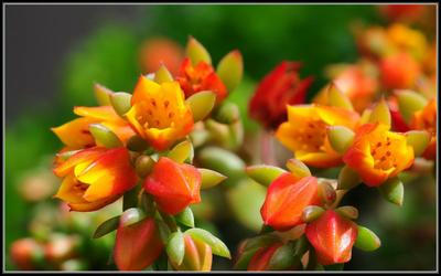 Las flores de las plantas crasas son muy vistosas