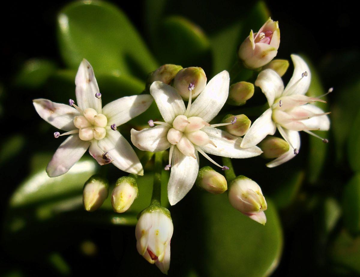 La Crassula ovata tiene flores blancas