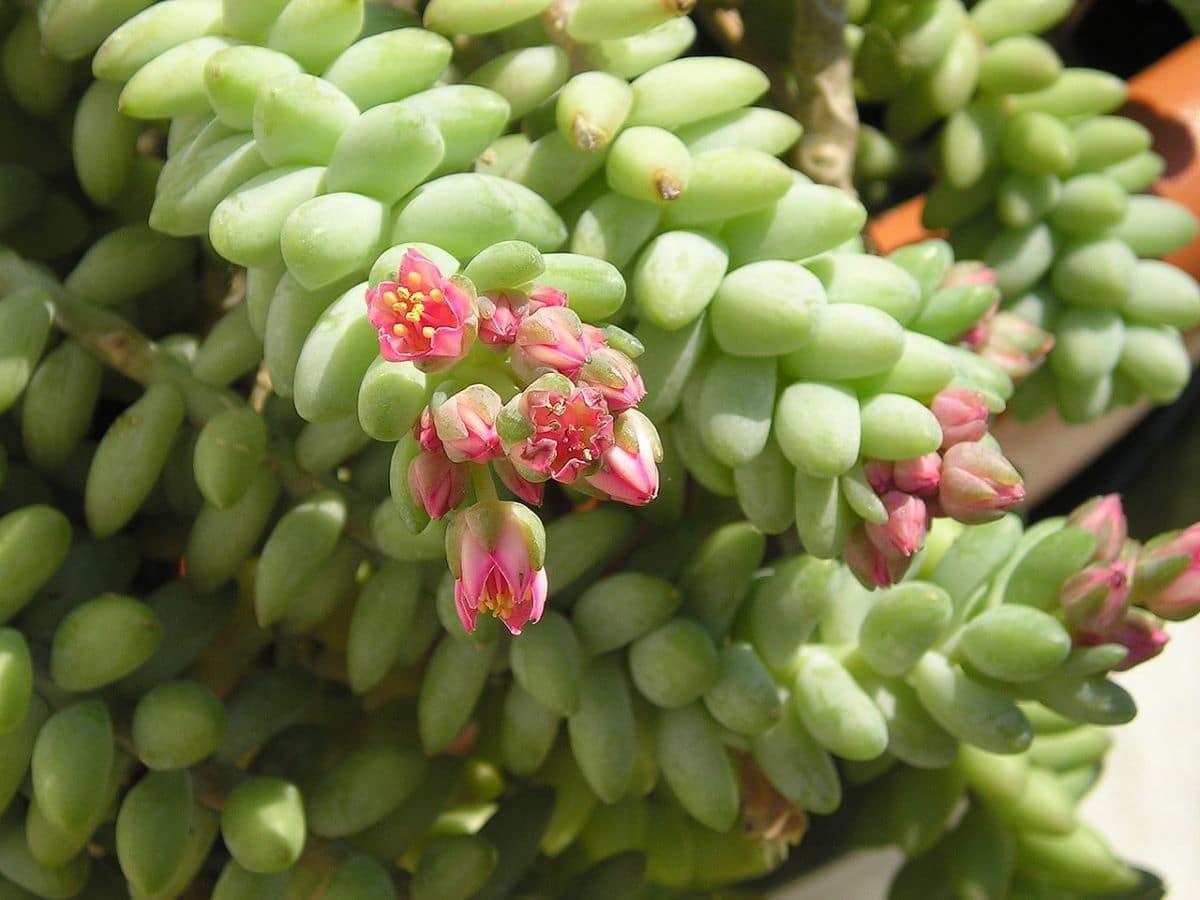 Las flores del Sedum morganianum