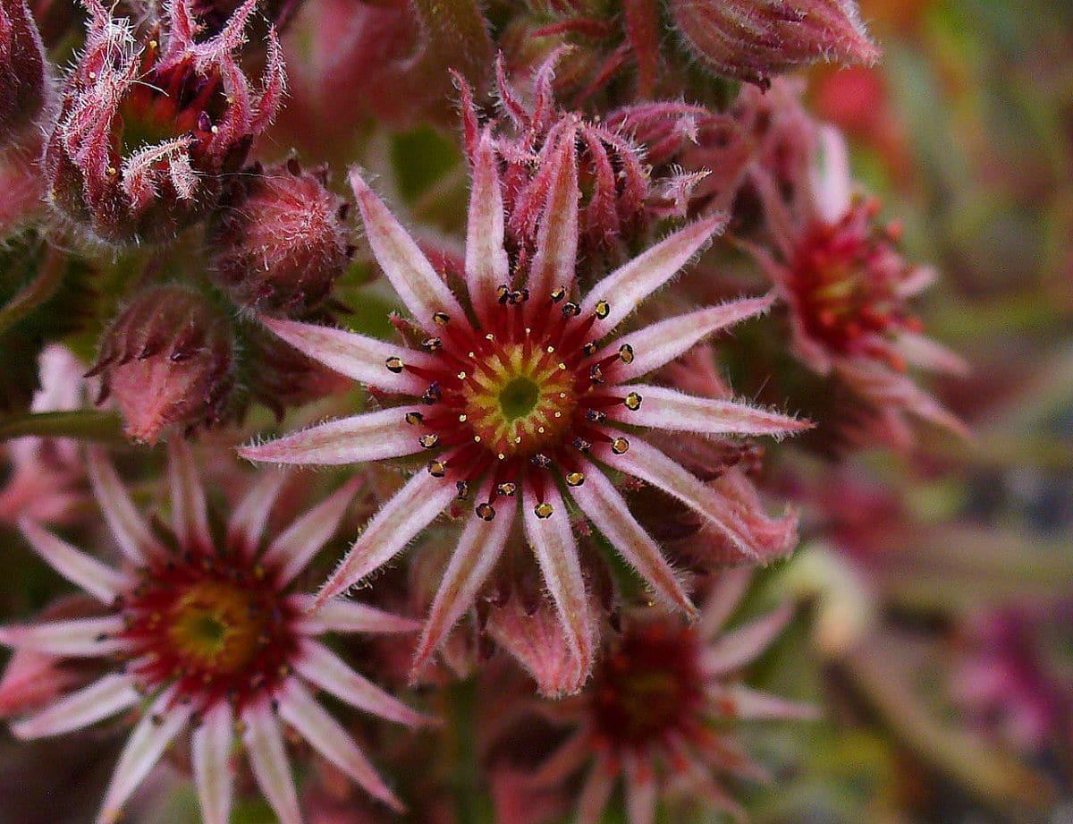 Las flores del Sempervivum tectorum son rojizas
