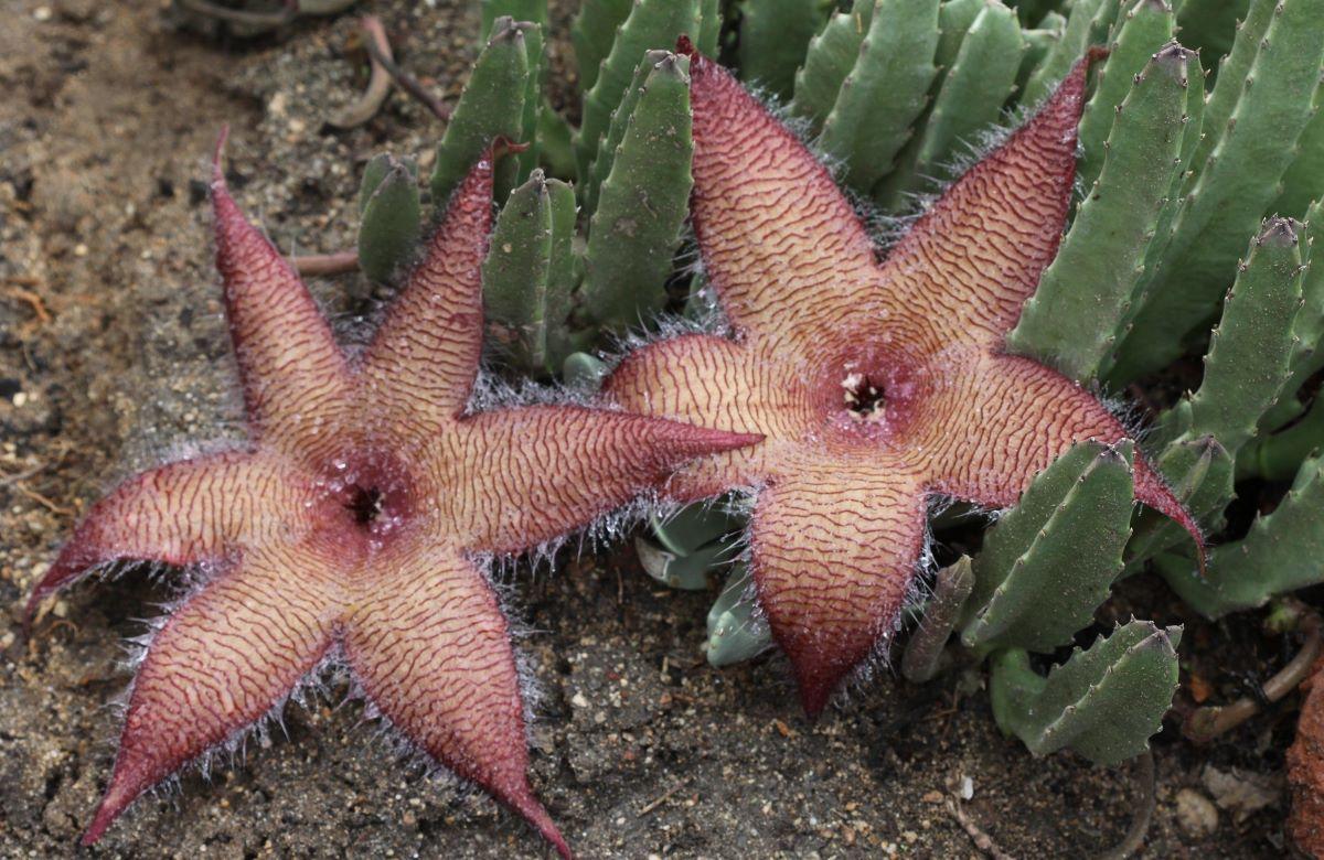 Las flores de la Stapelia grandiflora son grandes