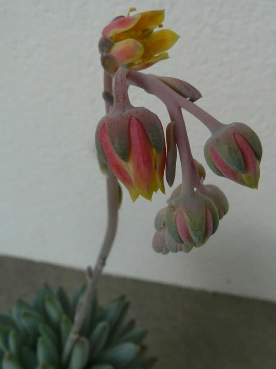 La flor de la Pachyveria glauca es carnosa