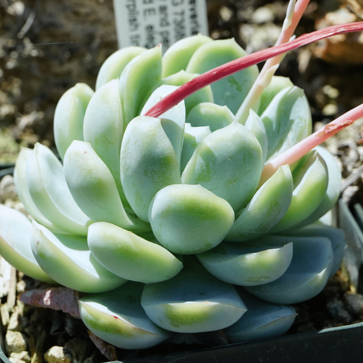 La Echeveria elegans es una crasa con flor