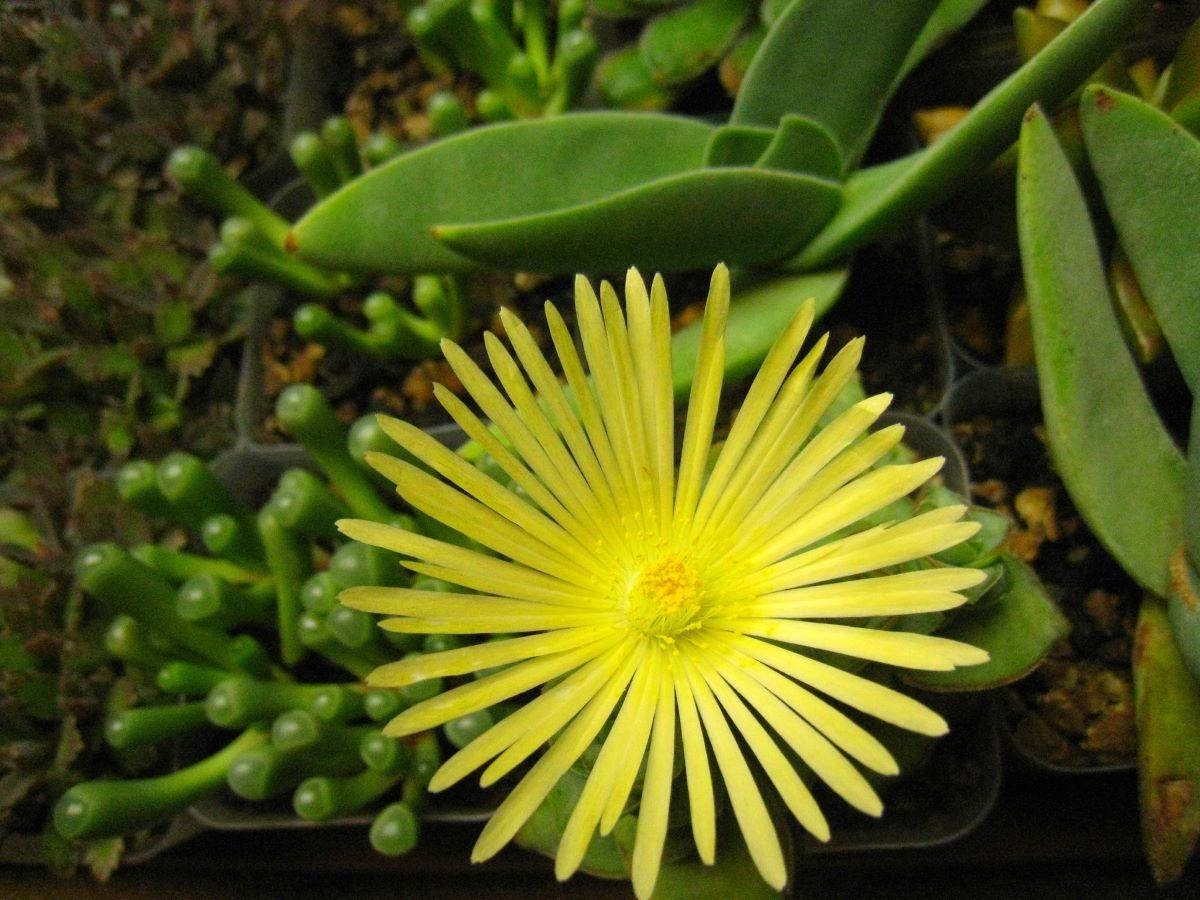 Las flores de la Fenestraria aurantiaca son amarillas
