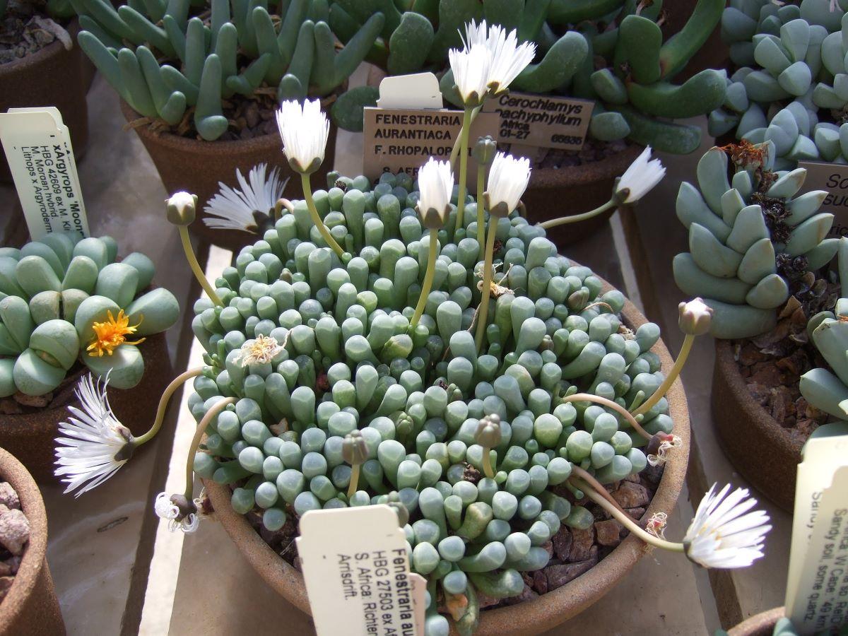 La fenestraria aurantiaca es una planta crasa