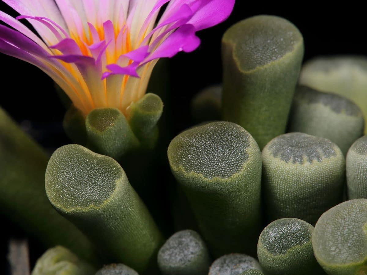 La Frithia pulchra es una crasa pequeña